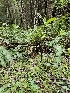  ( - HAY-F-003330)  @11 [ ] by (2023) Mandy Hackney Fungal Diversity Survey