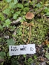  ( - HAY-F-003330)  @11 [ ] by (2023) Mandy Hackney Fungal Diversity Survey