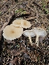  ( - HAY-F-003329)  @11 [ ] by (2023) Mandy Hackney Fungal Diversity Survey