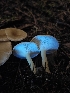  ( - HAY-F-003329)  @11 [ ] by (2023) Mandy Hackney Fungal Diversity Survey