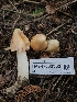  (Porpolomopsis - HAY-F-003333)  @11 [ ] by (2023) Mandy Hackney Fungal Diversity Survey