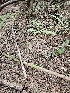  ( - HAY-F-003333)  @11 [ ] by (2023) Mandy Hackney Fungal Diversity Survey