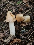  ( - HAY-F-003333)  @11 [ ] by (2023) Mandy Hackney Fungal Diversity Survey