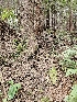  ( - HAY-F-003335)  @11 [ ] by (2023) Mandy Hackney Fungal Diversity Survey