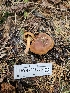  ( - HAY-F-003335)  @11 [ ] by (2023) Mandy Hackney Fungal Diversity Survey