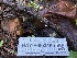  ( - HAY-F-003165)  @11 [ ] by-nc (2023) Dean Lyons Fungal Diversity Survey