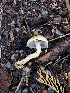  ( - HAY-F-003162)  @11 [ ] by-nc (2023) Dean Lyons Fungal Diversity Survey