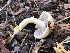  ( - HAY-F-003162)  @11 [ ] by-nc (2023) Dean Lyons Fungal Diversity Survey