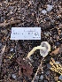  ( - HAY-F-003162)  @11 [ ] by-nc (2023) Dean Lyons Fungal Diversity Survey