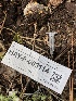  ( - HAY-F-003114)  @11 [ ] by-nc (2023) Dean Lyons Fungal Diversity Survey