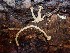  (Phloeomana clavata - HAY-F-003164)  @11 [ ] by-nc (2023) Dean Lyons Fungal Diversity Survey