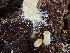  ( - HAY-F-003164)  @11 [ ] by-nc (2023) Dean Lyons Fungal Diversity Survey