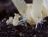  ( - HAY-F-003164)  @11 [ ] by-nc (2023) Dean Lyons Fungal Diversity Survey