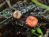  ( - HAY-F-003107)  @11 [ ] by-nc (2023) Dean Lyons Fungal Diversity Survey