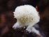  ( - HAY-F-003110)  @11 [ ] by-nc (2023) Dean Lyons Fungal Diversity Survey