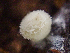  ( - HAY-F-003110)  @11 [ ] by-nc (2023) Dean Lyons Fungal Diversity Survey