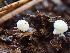  (Modicella malleola - HAY-F-003110)  @11 [ ] by-nc (2023) Dean Lyons Fungal Diversity Survey