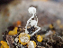  ( - HAY-F-003114)  @11 [ ] by-nc (2023) Dean Lyons Fungal Diversity Survey