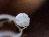  ( - HAY-F-003114)  @11 [ ] by-nc (2023) Dean Lyons Fungal Diversity Survey