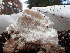  ( - HAY-F-003121)  @11 [ ] by-nc (2023) Dean Lyons Fungal Diversity Survey