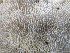  ( - HAY-F-003121)  @11 [ ] by-nc (2023) Dean Lyons Fungal Diversity Survey