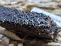  ( - HAY-F-002881)  @11 [ ] by-nc (2023) Stu Pickell Fungal Diversity Survey