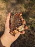  ( - HAY-F-002883)  @11 [ ] by-nc (2023) Stu Pickell Fungal Diversity Survey