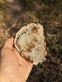  ( - HAY-F-002883)  @11 [ ] by-nc (2023) Stu Pickell Fungal Diversity Survey