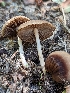  ( - HAY-F-002897)  @11 [ ] by-nc (2023) Stu Pickell Fungal Diversity Survey