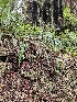  ( - HAY-F-003344)  @11 [ ] by (2023) Mandy Hackney Fungal Diversity Survey