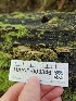  ( - HAY-F-003346)  @11 [ ] by (2023) Mandy Hackney Fungal Diversity Survey