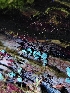  ( - HAY-F-003346)  @11 [ ] by (2023) Mandy Hackney Fungal Diversity Survey