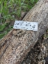  ( - HAY-F-002904)  @11 [ ] by-nc (2023) Stu Pickell Fungal Diversity Survey