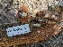  ( - HAY-F-002962)  @11 [ ] by-nc (2023) Stu Pickell Fungal Diversity Survey