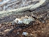  ( - HAY-F-002962)  @11 [ ] by-nc (2023) Stu Pickell Fungal Diversity Survey