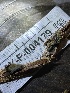  ( - HAY-F-004179)  @11 [ ] by-nc (2023) Jaren Hockert Fungal Diversity Survey
