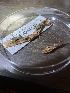  ( - HAY-F-004179)  @11 [ ] by-nc (2023) Jaren Hockert Fungal Diversity Survey