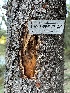  ( - HAY-F-004179)  @11 [ ] by-nc (2023) Jaren Hockert Fungal Diversity Survey
