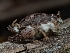  ( - HAY-F-002888)  @11 [ ] by-nc (2023) Stu Pickell Fungal Diversity Survey
