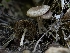  ( - HAY-F-002897)  @11 [ ] by-nc (2023) Stu Pickell Fungal Diversity Survey