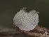  ( - HAY-F-002962)  @11 [ ] by-nc (2023) Stu Pickell Fungal Diversity Survey