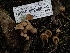  ( - HAY-F-002886)  @11 [ ] by-nc (2023) Stu Pickell Fungal Diversity Survey