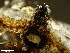  (Montagnula opulenta - HAY-F-002703)  @11 [ ] c (2023) Rudy Diaz Fungal Diversity Survey