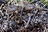  ( - HAY-F-002972)  @11 [ ] by-nc (2023) Damon Tighe Fungal Diversity Survey