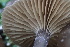  ( - HAY-F-002972)  @11 [ ] by-nc (2023) Damon Tighe Fungal Diversity Survey