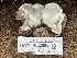  ( - HAY-F-002980)  @11 [ ] by-nc (2023) Damon Tighe Fungal Diversity Survey
