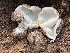  (Sarcosphaera - HAY-F-002980)  @11 [ ] by-nc (2023) Damon Tighe Fungal Diversity Survey