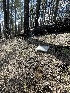  ( - HAY-F-002980)  @11 [ ] by-nc (2023) Damon Tighe Fungal Diversity Survey