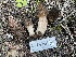  ( - HAY-F-002981)  @11 [ ] by-nc (2023) Damon Tighe Fungal Diversity Survey