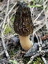  ( - HAY-F-002981)  @11 [ ] by-nc (2023) Damon Tighe Fungal Diversity Survey